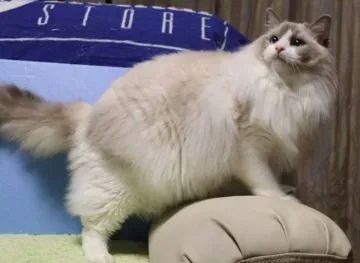 長野県 猫 ブリーダーを探す前に必読！保護猫譲渡会で最高の出会いを見つける方法
